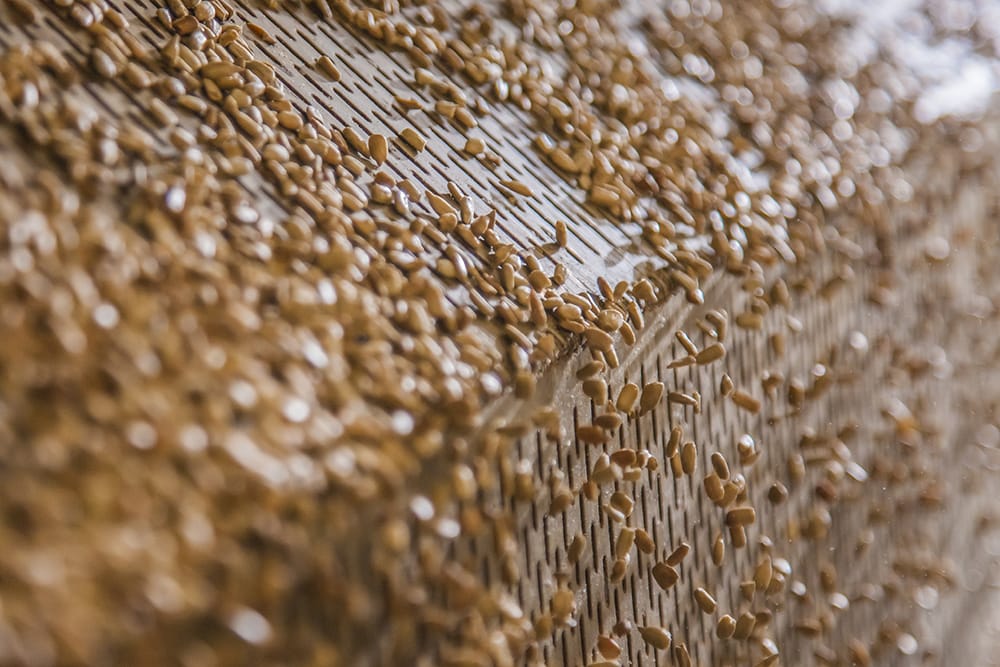 Sunbutter seeds conveyer belt